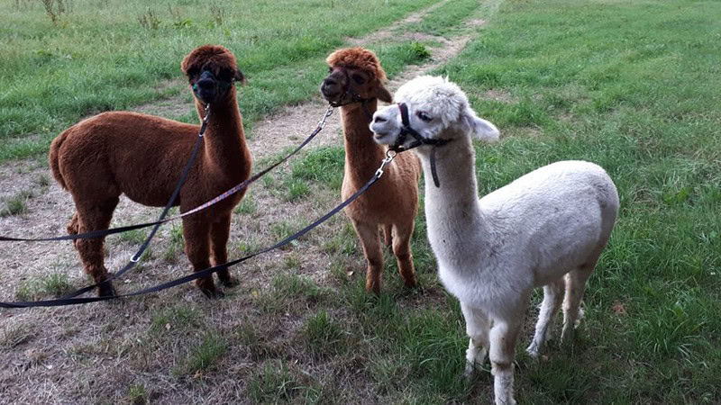 Alpakas sind bereit zur Wanderung - Alpaka Wanderung bei Gera