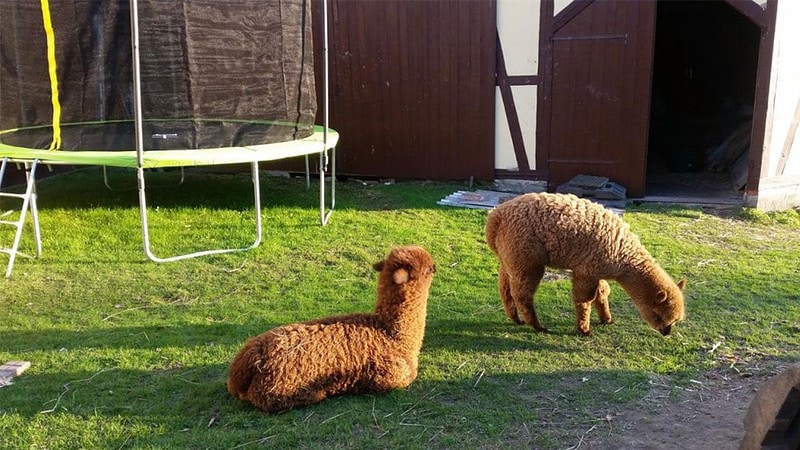 Alpaka liegt auf der Wiese und anderes Alpaka frisst Gras - Alpaka Wanderung bei Gera