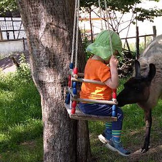 Kind in einer Schaukel mit einem Alpaka - Aplaka Auszeit bei Görlitz