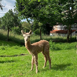 Babyalpaka Beige mit Mutter - Alpaka Picknick bei Görlitz