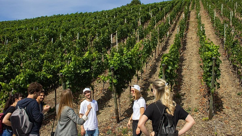 Gruppe bei einer Weinwanderung durch Weinreben vorbei