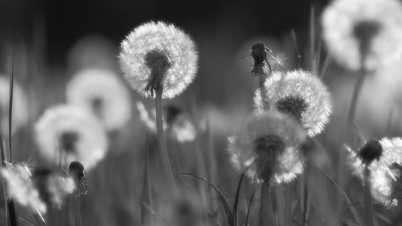 Ein schwarzweiß Bild von einem Feld voller Pusteblumen. - Fotokurs Tagesworkshop