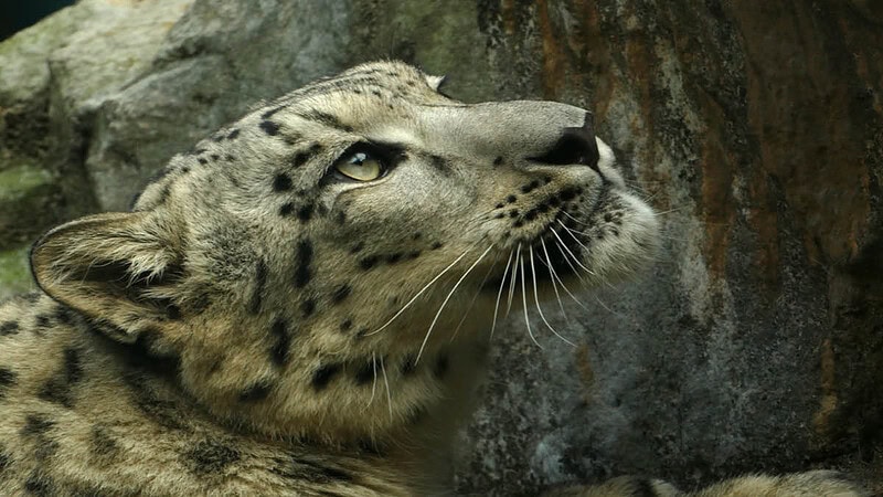 Ein Jaguar im Zoo beobachtet etwas. - Fotokurs Tagesworkshop