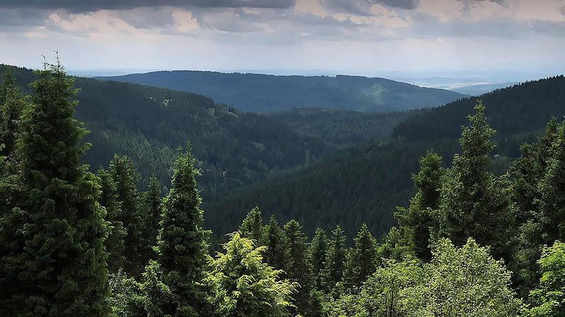 Bäume im Thüringer Wald