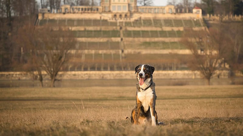 Hund sitzt an der Elbwiese Dresden Hundefotografie Dresden