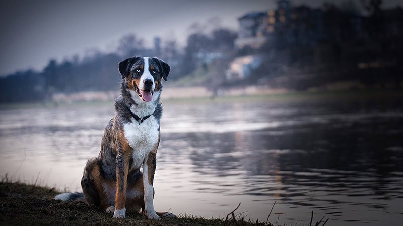 Hund an der Elbe schaut in die Kamera in Dresden - Hundefotografie Dresden