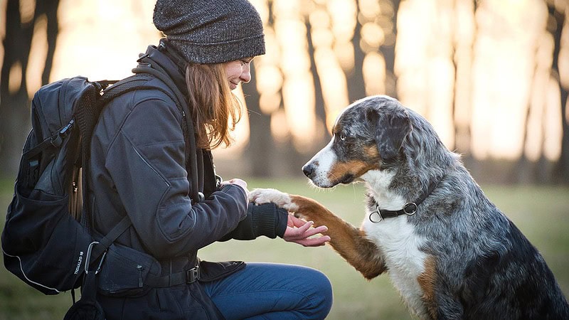 Hund gibt Frauchen die Pfote - Hundefotografie Dresden