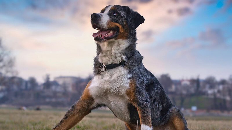 Hund an der Elbe in Dresden -Hundefotografie Dresden