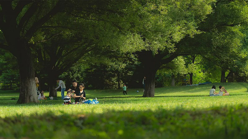 Kleine Menschengruppen sitzen auf einer Wiese umgeben von großen Bäumen. - Picknick in Dresden