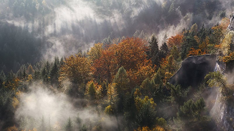 Wald von oben