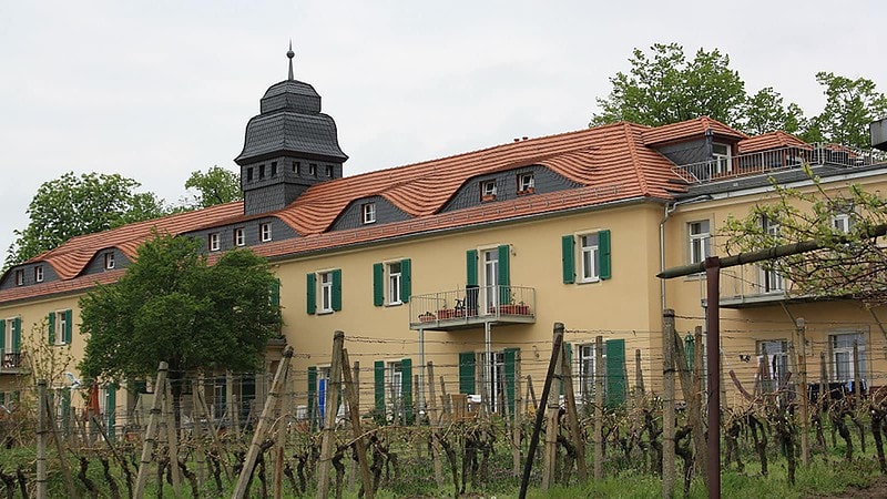 Reben am Weingut Stadtspiel (Ver-) Führung Radebeul