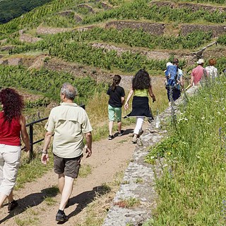 Personen laufen am Weinberg entlant