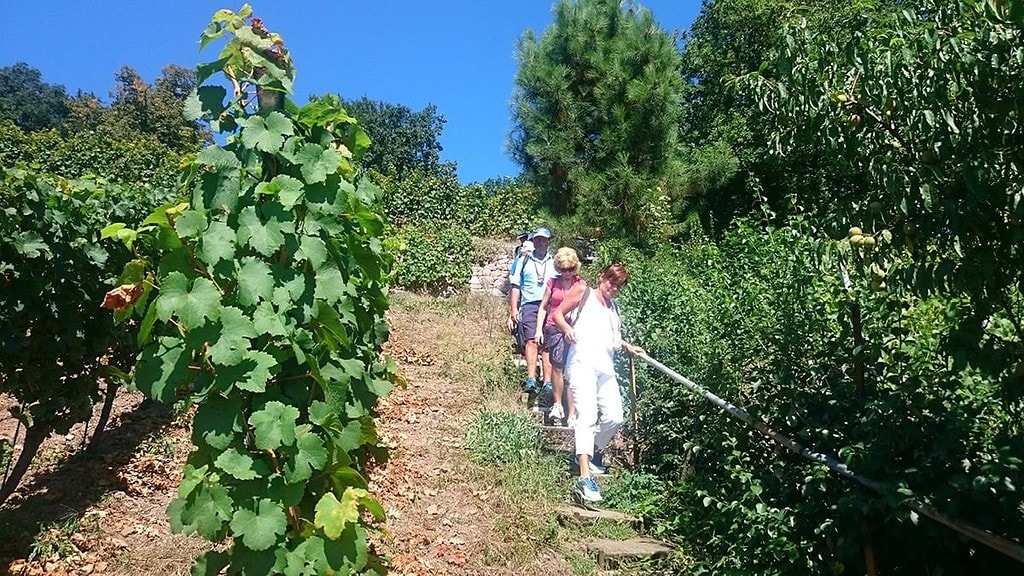 Gruppe von Menschen im Weinberg