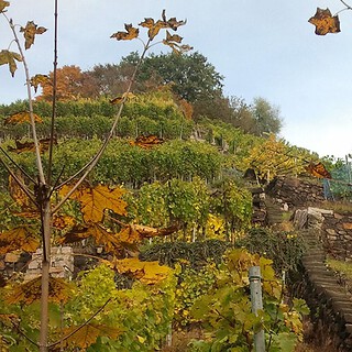 Weinberg in Sachsen