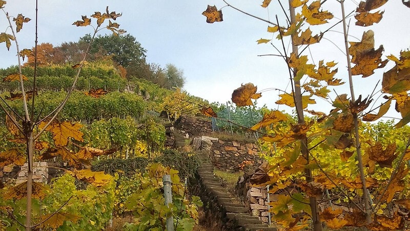 Weinberg in Sachsen