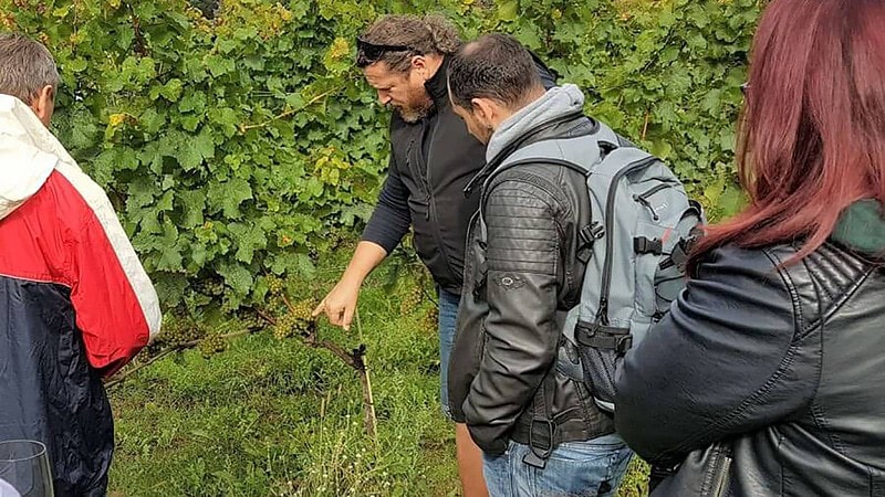 Mehrere Personen gucken auf kleine Weintrauben - Aus Weinfässern nippen, entlang Sachsens Klippen