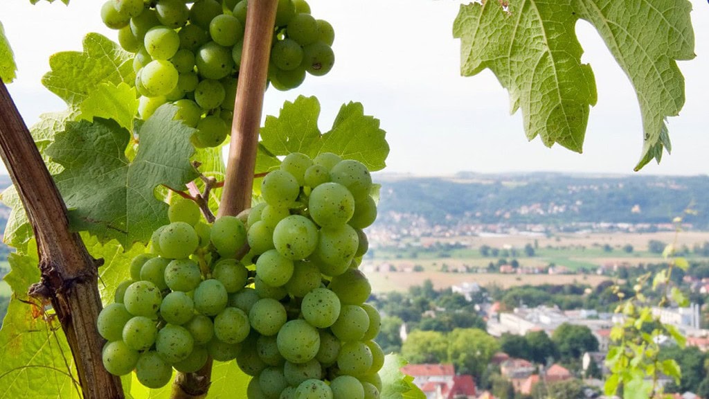 Weintrauben an der Rebe - Sächsischer Wander- und Weingenuss in Radebeul