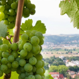 Weintrauben an der Rebe - Sächsischer Wander- und Weingenuss in Radebeul