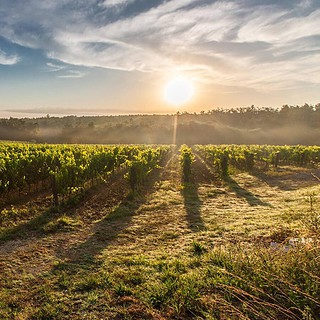 Weinberg im Sonnenschein