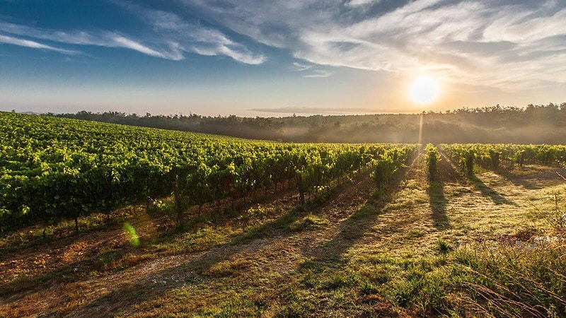 Weinberg im Sonnenschein