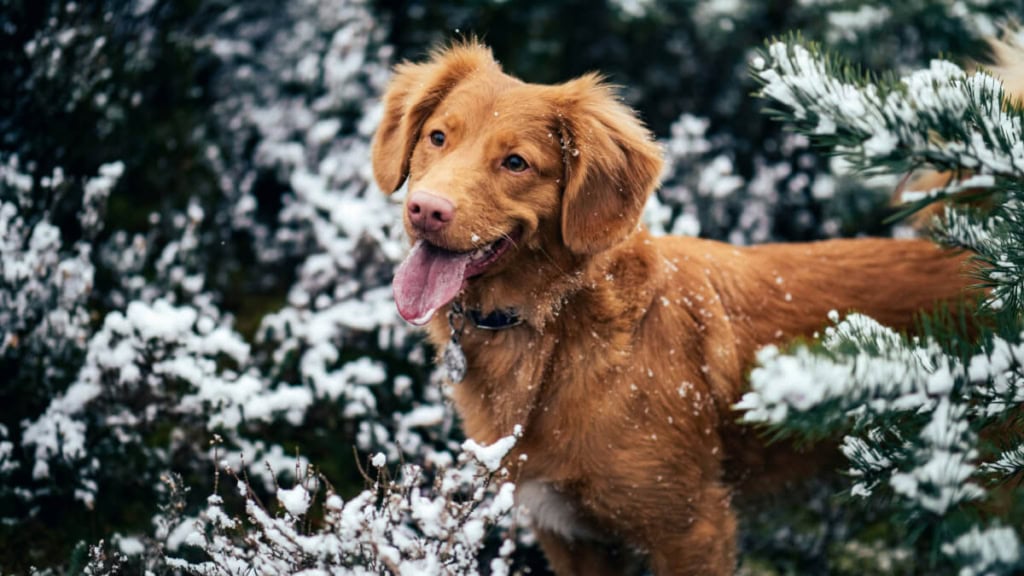 Aufnahme eines langhaarigen Hundes, der im Winter im Gebüsch herumtollt