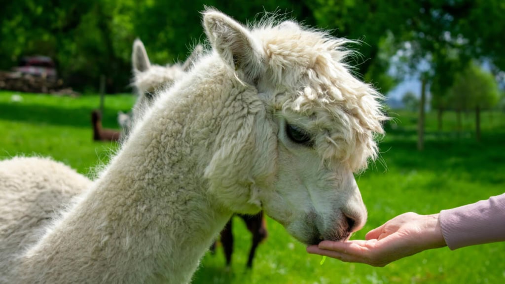 Eine Frau füttert ein Lama aus der Hand