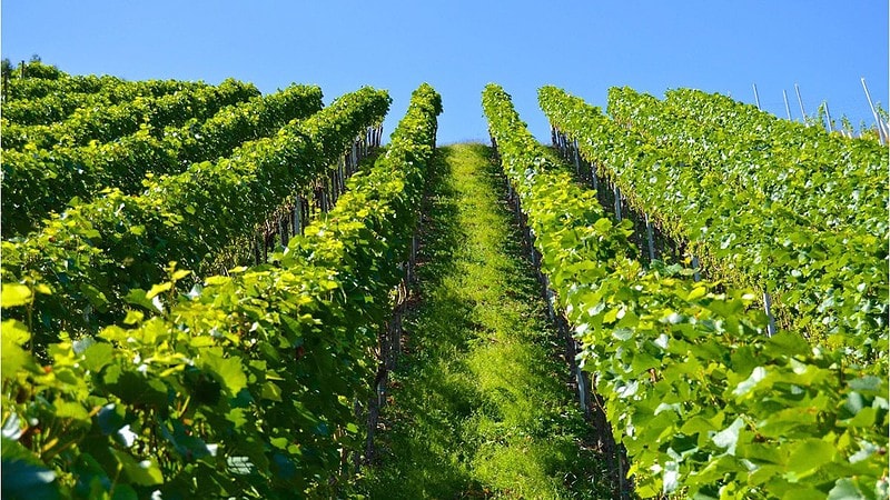 Weinreben und Wanderung in Sachsen