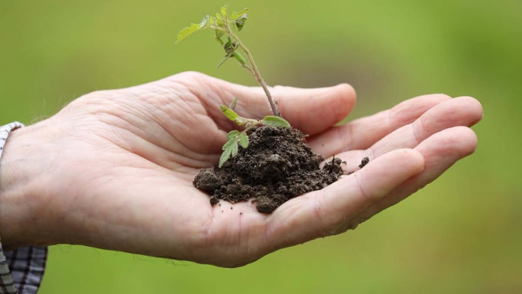 Es wird ein neuer Baum gepflanzt.