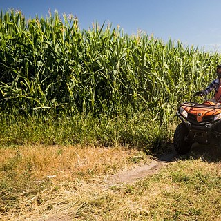 Frau auf rotem Quad fährt an einem Meisfeld vorbei